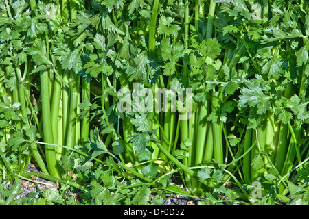 Le céleri growing in field, moment de la récolte. Banque D'Images