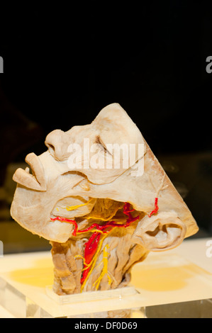 Spécimen de Plastination section sagittale de la tête Banque D'Images