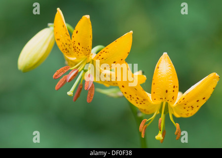 Martagon Lilium hansonii (verticillées), Haren, de l'Ems, Basse-Saxe Banque D'Images