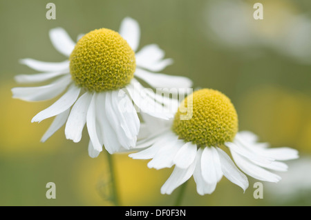 Camomille matricaire inodore, Matricaire inodore, camomille matricaire, Maïs Maïs (Tripleurospermum maritimum ssp.inodorum), Haren Banque D'Images