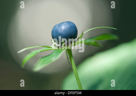 Herb Paris ou vrai Lover's Knot (Paris quadrifolia), Haren, région de l'Emsland, Basse-Saxe Banque D'Images