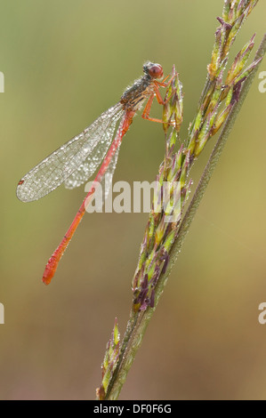 Petite Libellule Rouge (Ceriagrion tenellum), Haren, région de l'Emsland, Basse-Saxe Banque D'Images