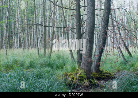 Darss Forest, noir les aulnes (Alnus glutinosa), l'argent les bouleaux (Betula pendula), Mecklembourg-Poméranie-Occidentale Banque D'Images