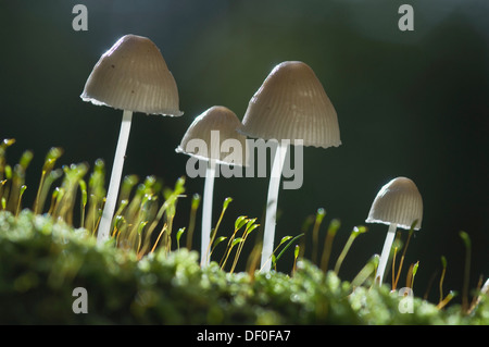 Mycenoid champignons (Mycena sp.), l'étameur Loh réserve naturelle, Haren, de l'Ems, Basse-Saxe Banque D'Images