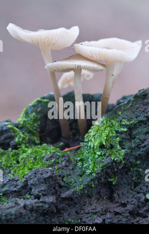 Mycenoid champignons (Mycena sp.), l'étameur Loh réserve naturelle, Haren, de l'Ems, Basse-Saxe Banque D'Images