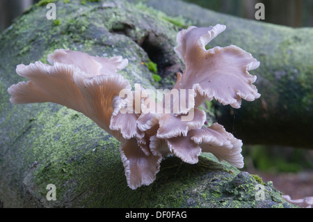 La pleurote (Pleurotus cornucopiae), Tinne Loh, Haren, de l'Ems, Basse-Saxe Banque D'Images