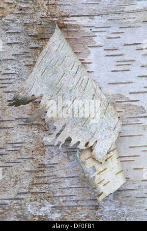 Écorce d'un bouleau verruqueux (Betula pendula, Betula verrucosa), Haren, de l'Ems, Basse-Saxe Banque D'Images