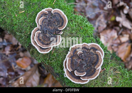 Turquie (champignons Queue Trametes versicolor), étameur Loh, Haren, de l'Ems, Basse-Saxe Banque D'Images