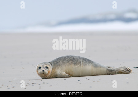 Phoque commun (Phoca vitulina) allongé sur la plage, Langeoog, îles de la Frise orientale, Frise orientale, Basse-Saxe, Allemagne Banque D'Images