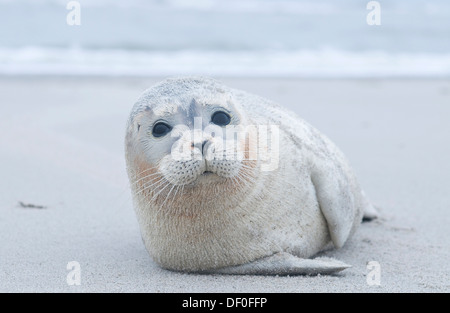 Phoque commun (Phoca vitulina) allongé sur la plage, Langeoog, îles de la Frise orientale, Frise orientale, Basse-Saxe, Allemagne Banque D'Images