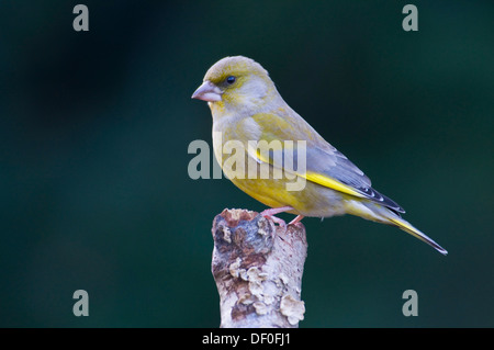 Verdier (Carduelis chloris), Haren, de l'Ems, Basse-Saxe, Allemagne Banque D'Images