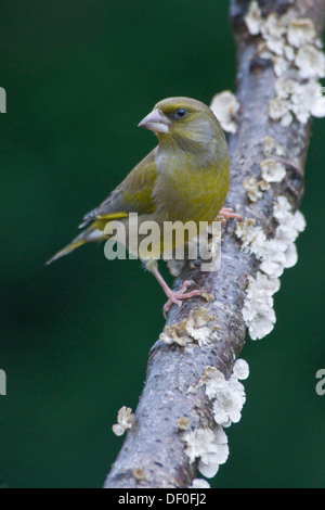 Verdier (Carduelis chloris), Haren, de l'Ems, Basse-Saxe, Allemagne Banque D'Images