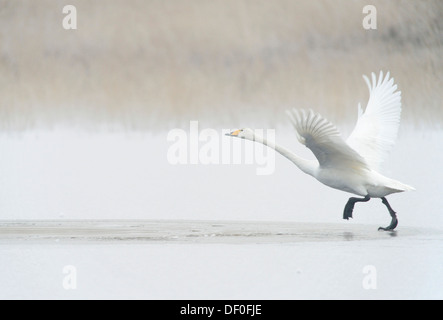 Cygne chanteur (Cygnus cygnus), Haren, de l'Ems, Basse-Saxe, Allemagne Banque D'Images