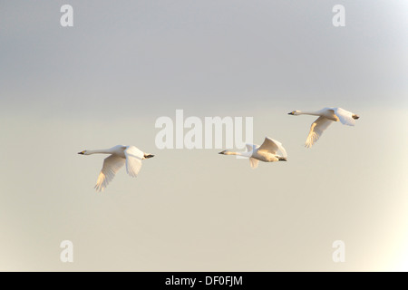 Les cygnes de Bewick (Cygnus bewickii), Haren, de l'Ems, Basse-Saxe, Allemagne Banque D'Images