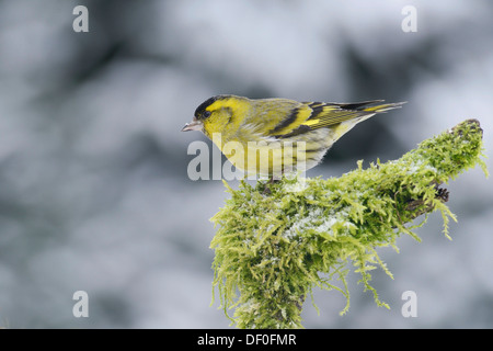 Tarin des pins (Carduelis spinus eurasienne), homme, Haren, de l'Ems, Basse-Saxe, Allemagne Banque D'Images