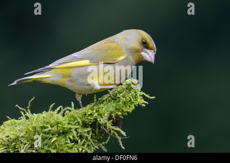Verdier (Carduelis chloris), homme, Haren, de l'Ems, Basse-Saxe, Allemagne Banque D'Images