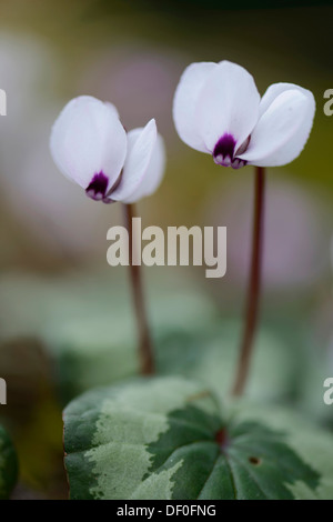 La floraison blanc de printemps printemps ou Cyclamen (Cyclamen coum violettes Alpine album), Haren, de l'Ems, Basse-Saxe, Allemagne Banque D'Images