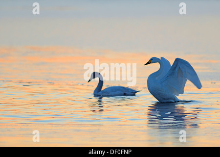 Deux cygnes de Bewick ou le Cygne siffleur (Cygnus bewickii) dans l'eau, Haren, de l'Ems, Basse-Saxe, Allemagne Banque D'Images