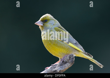Verdier (Carduelis chloris), homme, Haren, de l'Ems, Basse-Saxe, Allemagne Banque D'Images