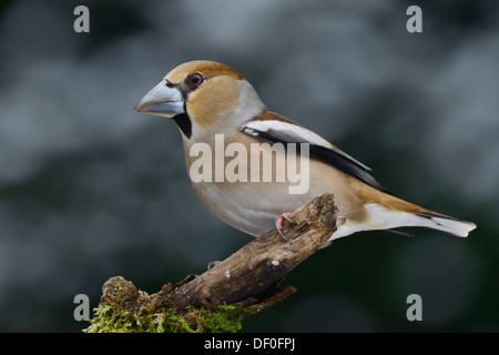 (Coccothraustes coccothraustes Hawfinch), femme, Haren, de l'Ems, Basse-Saxe, Allemagne Banque D'Images