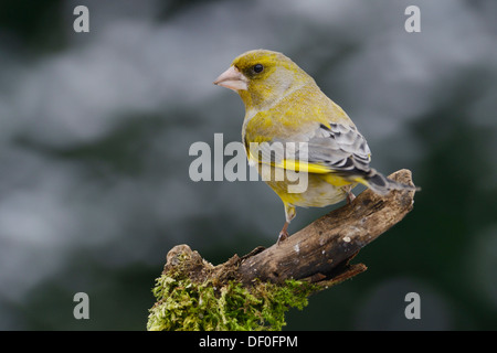 Verdier (Carduelis chloris), homme, Haren, de l'Ems, Basse-Saxe, Allemagne Banque D'Images