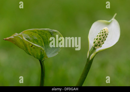 Bog Arum ou Calla des marais (Calla palustris), Haren, de l'Ems, Basse-Saxe, Allemagne Banque D'Images