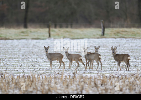 Le Chevreuil (Capreolus capreolus), bande sur un champ en hiver, Haren, de l'Ems, Basse-Saxe, Allemagne Banque D'Images