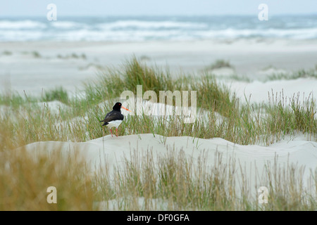 Huîtrier pie (Haematopus ostralegus) debout sur une dune à une plage, Juist, îles de la Frise orientale, Frise orientale, Basse-Saxe Banque D'Images