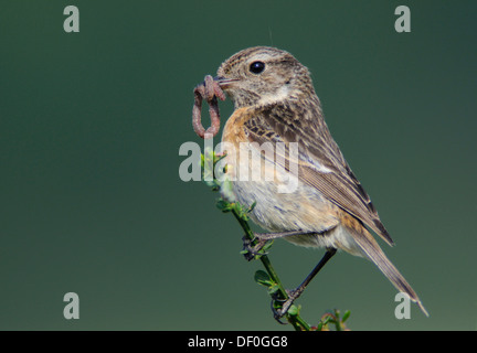 Stonechat (Saxicola torquata), Femme avec proie dans son bec, Haren, de l'Ems, Basse-Saxe, Allemagne Banque D'Images