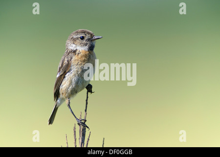 Stonechat (Saxicola torquata), femme, Haren, de l'Ems, Basse-Saxe, Allemagne Banque D'Images