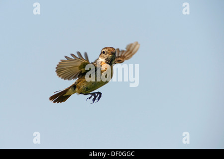 Stonechat (Saxicola torquata), femme, planant, Haren, de l'Ems, Basse-Saxe, Allemagne Banque D'Images