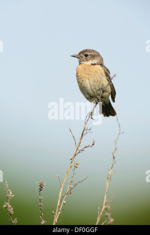 Stonechat (Saxicola torquata), femme, Haren, de l'Ems, Basse-Saxe, Allemagne Banque D'Images