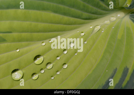 Feuille d'un Hosta (Hosta 'June') avec les gouttes de pluie, Haren, de l'Ems, Basse-Saxe, Allemagne Banque D'Images