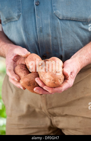 Un agriculteur détenant certaines pommes de terre fraîchement creusé. Banque D'Images