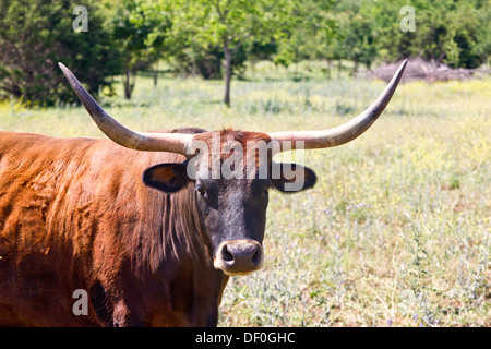 Vache Texas Longhorn Banque D'Images