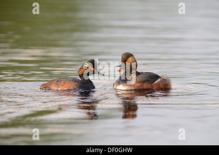 Les grèbes à cou noir (Podiceps nigricollis) avec les poussins, Bargerveen, Zwartemeer, Province de Drenthe, Pays-Bas Banque D'Images