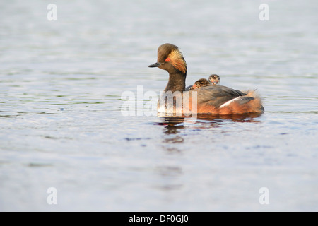 Grèbe à cou noir (Podiceps nigricollis) avec les poussins, Bargerveen, Zwartemeer, Province de Drenthe, Pays-Bas Banque D'Images