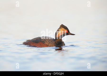 Grèbe à cou noir (Podiceps nigricollis), Bargerveen, Zwartemeer, Province de Drenthe, Pays-Bas Banque D'Images