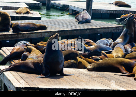 Les lions de mer au Pier 39 San Francisco California USA Banque D'Images