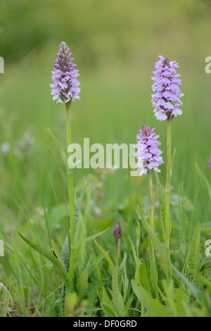 Heath Spotted Orchid ou Moorland repéré Orchid (Dactylorhiza maculata), Meppen, Emsland, Basse-Saxe, Allemagne Banque D'Images