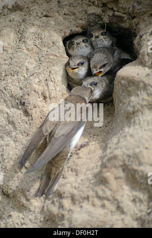 Martins de sable ou d'Hirondelles de rivage (Riparia riparia), nourrir les oiseaux adultes oisillons dans les trous, de l'Ems, Niederlangen Banque D'Images