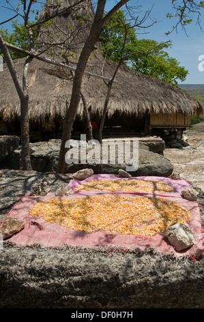 L'INDONÉSIE, Sumba, Prailiang, village perché avec haute traditionnelle a fait des toits de chaume, le maïs mis à sécher Banque D'Images