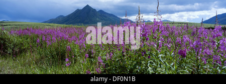 Le Canada, Territoire du Yukon, montagnes Ogilvie, Fireweed blooms en fourche arrière passent près de l'Anglecomb la montagne. Banque D'Images