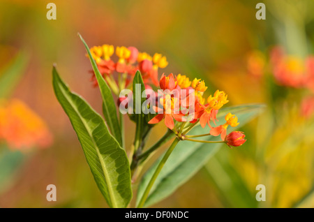 Scarlet asclépiade (Asclepias curassavica 'Butterfly') Banque D'Images