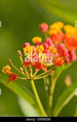 Scarlet asclépiade (Asclepias curassavica 'Butterfly') Banque D'Images