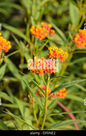 Scarlet asclépiade (Asclepias curassavica 'Butterfly') Banque D'Images