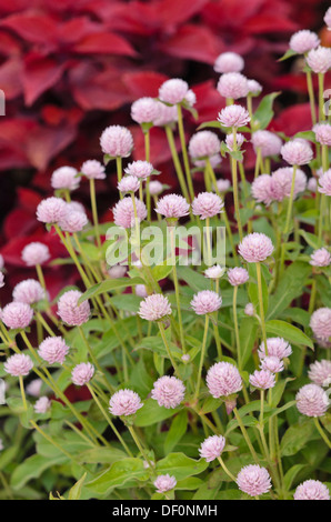 Globe amarante (Gomphrena globosa) Banque D'Images