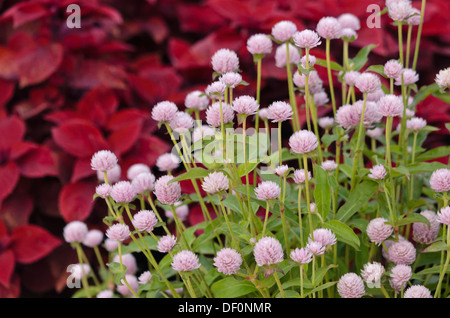 Globe amarante (Gomphrena globosa) Banque D'Images