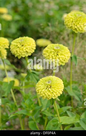 Zinnia zinnia (commune violacea 'reine lime' syn. Zinnia elegans 'Lime' queen) Banque D'Images