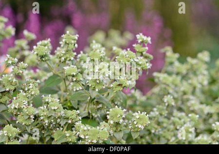 La montagne à dents courtes (pycnanthemum muticum) Banque D'Images